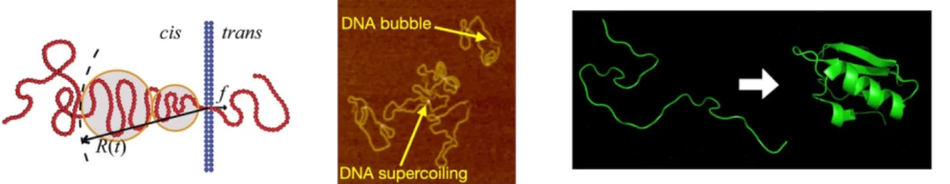 Fig.  1.  (Left)  A  cartoon  showing  the  polymer  translocation.  A  polymer  initially  placed  in  cis-side  moves  in  trans-side  through  a  narrow  pore  between the two spaces by means of thermal fluctuation