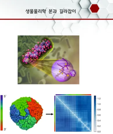 Fig.  2.  All-atom  molecular  dynamics  simulation  study  on  a  random  walk  of  PCNA  trimer  ( i.e .,  DNA  protein)  along  a  DNA  duplex