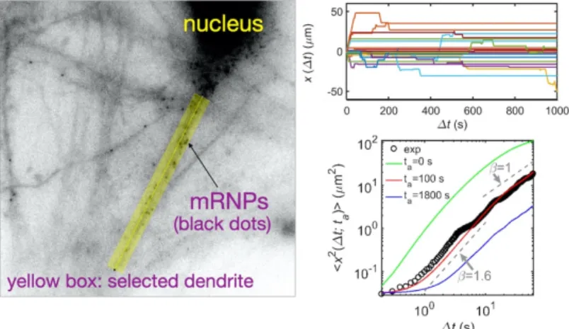 Fig.  4.  Transport  dynamics  of  mRNA-protein  complex  (mRNP)  par- par-ticles  along  a  dendrite  in  a  neuron  cell