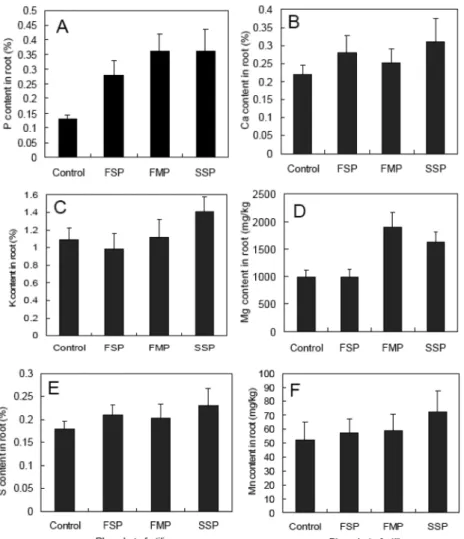 Figure 6. Mineral contents in roots of ginseng grown for three years under mountain forest after phosphate fertilizer application