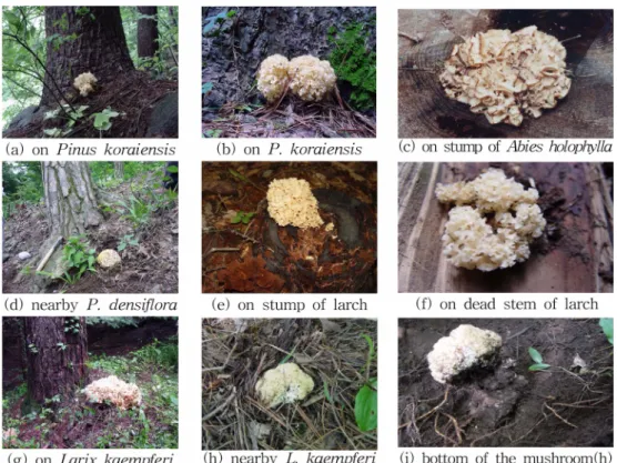 Figure 1. Various occurring feature of cauliflower mushroom ( Sparassis crispa ). The legends on each item indicate the host and/