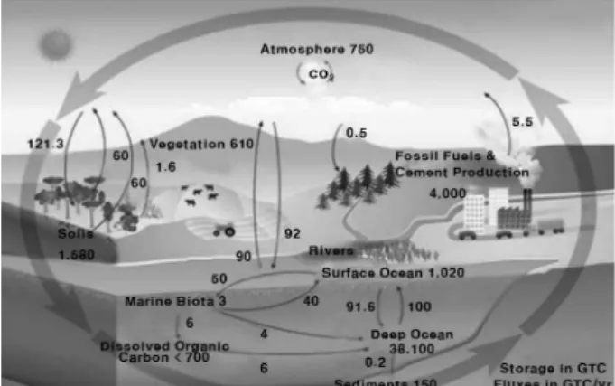 Figure 1. Schematic of the carbon cycle (NASA, 2007).