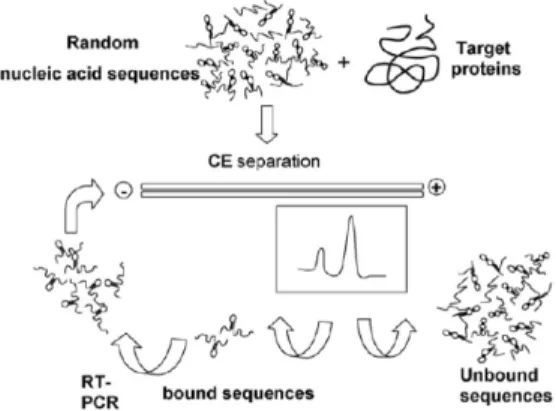 그림 3. CE-SELEX process.