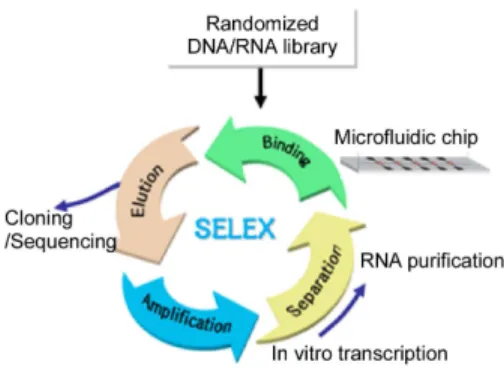 그림 7. Sol-gel microfluidic chip 기반 SELEX.
