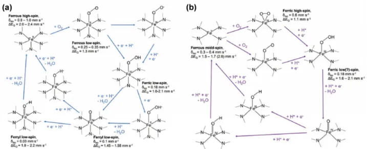 Fig.  4.  Oxygen  reduction  reaction  mechanisms  on  (a)  ferrous  high-spin  state  and  (b)  ferrous  midd-spin  state