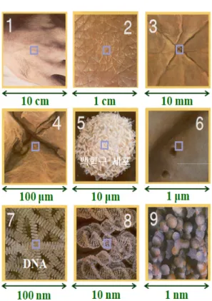 Fig.  1.  Scale-down  of  hand-skin  for  the  nano-size  verification.