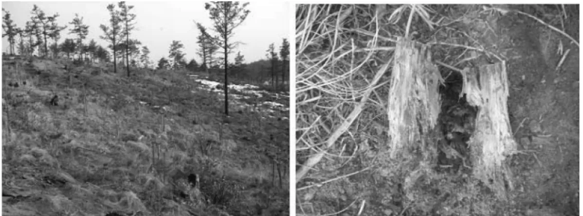 Figure 1. The view of survey site at 5 years after fires and decayed roots.