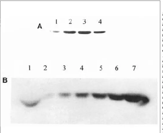 Table 1. TH activity assay of control and cess espressing TH alone or TH and GTPCH I