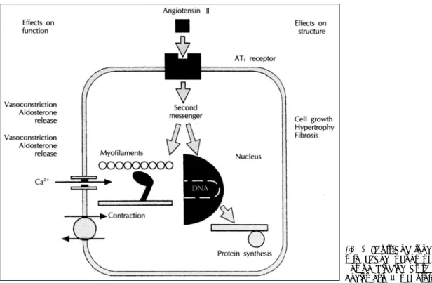 Fig. 2. Short-and long- long-term changes  consequ-ent on binding at the  Angiotensin  Ⅱ receptor