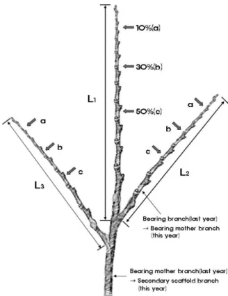 Figure 1. Treatment levels of the heading back pruning on bearing mother branch : L1-L3 treated branches; a, b, c levels of heading back, respectively.