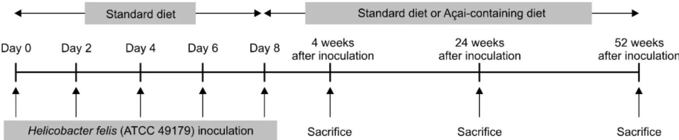 Figure 1.  Schematic representation of the experimental design.