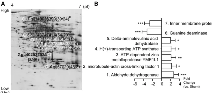 Fig. 5. Proteomics approach to livers from sham and DJB rats. A: representative 2D gel image of a liver; keys indicate 7 significantly altered proteins; #accession no