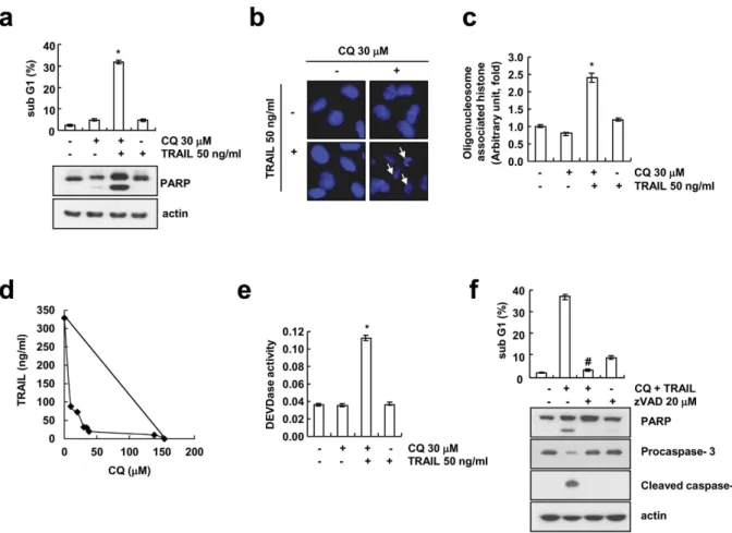 Figure 1.  CQ sensitizes TRAIL-mediated apoptosis in human renal cancer Caki cells. (a–c) Caki cells were  treated with the 50 ng/ml TRAIL in the presence or absence of 30 μM chloroquine (CQ) for 24 h