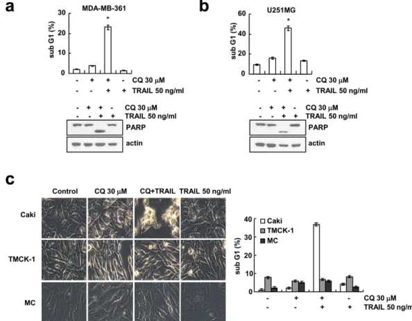 Figure 2.  Effect of CQ plus TRAIL-induced apoptosis in other cancer cell lines and normal cells