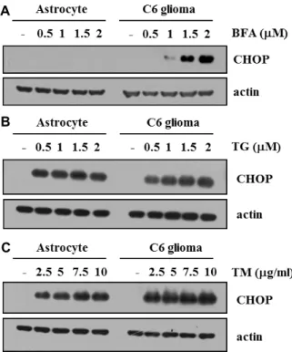 Fig.  2.  Effect  of  ER  stress  inducers  on  CHOP  protein  expression. 