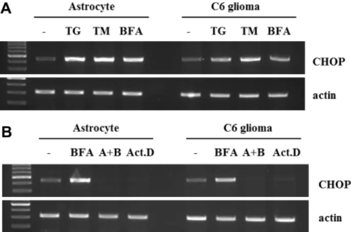 Fig.  4.  Effect  of  ER  stress  inducers  on  CHOP  mRNA  expression. 