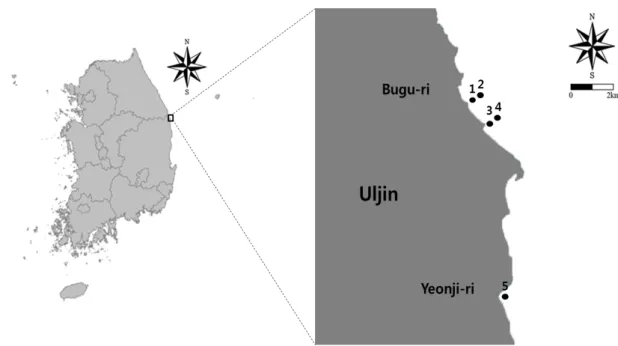 Fig. 1. The map showing sampling site of macrofauna in Uljin area, Korea. 