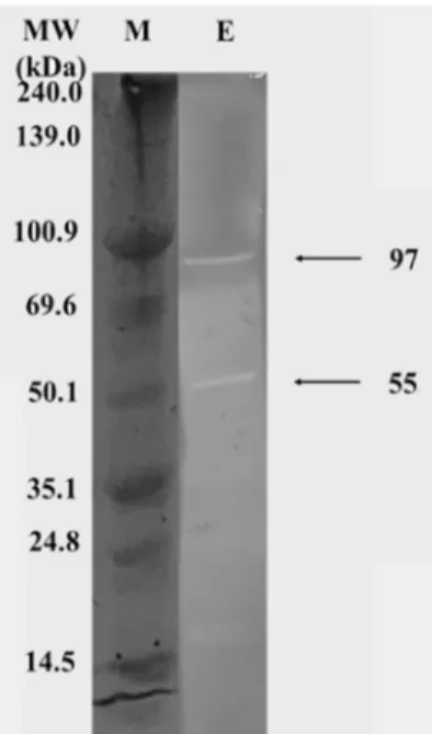 Fig.  6.  Zymogram  analysis  of  agarases.  The  molecular  weights  of  the  enzymes  are  estimated  97.0  and  55.0  kDa  (size  marker:  lane  M,  agarases:  lane  E)