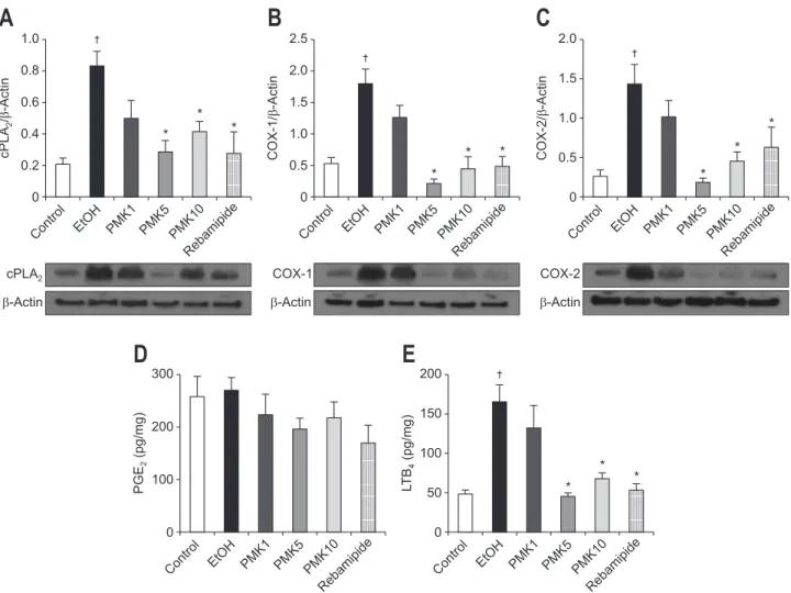 Fig. 3. Western blot analysis of cPLA 2  (A), COX-1 (B), and COX-2 (C) expression in the rat gastric mucosa damaged by ethanol; the mucosal con- con-centrations of PGE 2  (D) and LTB 4  (E) are also shown