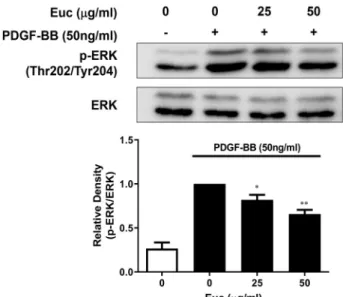 Fig.  4.  Effects  of  Euc  on  ERK  phosphorylation  in  PDGF-BB-in- PDGF-BB-in-duced  VSMCs