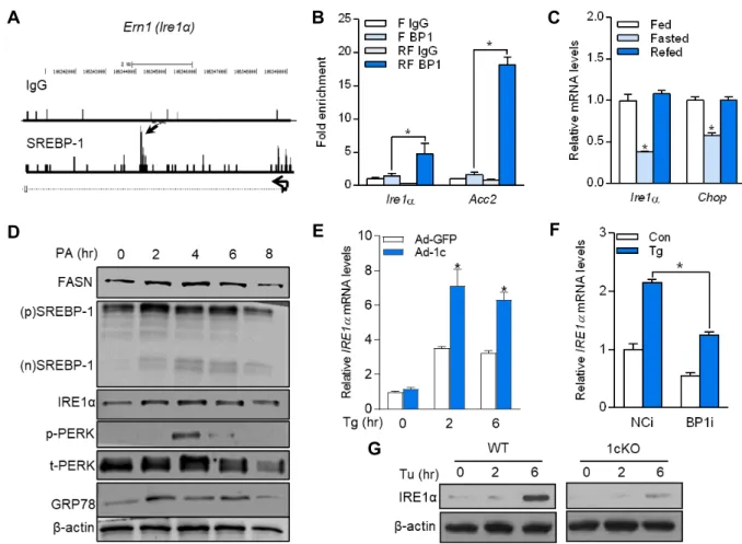 Fig.  1.  SREBP-1c  activates  IRE1α  transcription.  (A)  Sequence  reads  from  SREBP-1c  ChIP-Seq  experiments  were  mapped  onto  the  mouse  genome  in  the  University  of  California  Santa  Cruz  (UCSC)  Genome  Browser