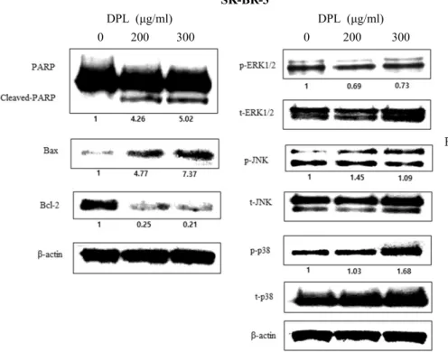 Fig.  4.  Effect  of  DPL  on  the  expression  of  (A)  apoptosis-related  proteins  and  (B)  MAPK  pathway-related   pro-teins