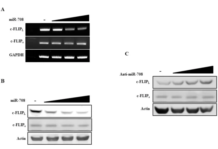 Figure  9:  MiR-708  specifically  downregulates  c-FLIP L  expression without affecting c-FLIP s  expression