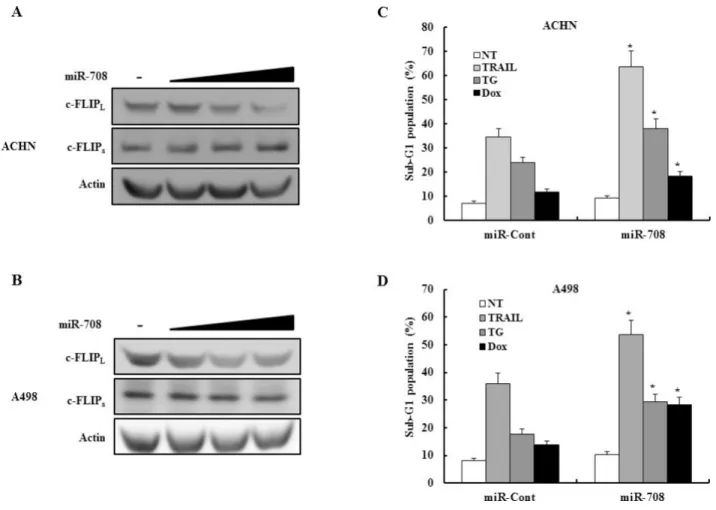 Figure 10: MiR-708 specifically downregulates c-FLIP L  expression without affecting c-FLIP s  expression in different  renal cancer cells lines
