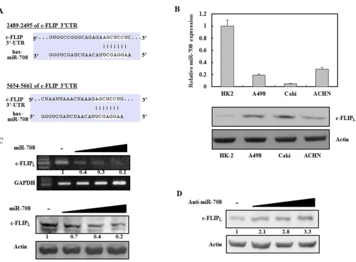 Figure 1: Identification of novel miRNAs that regulate c-FLIP L  expression in renal cancer cells