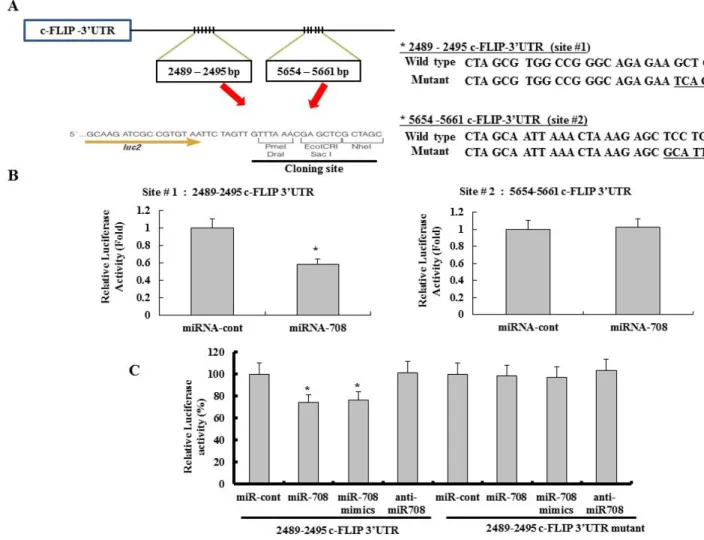 Figure 2: The c-FLIP L  isoform is a functional target of miR-708 in renal cancer.  A