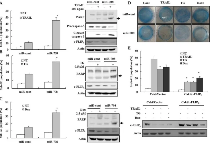 Figure 4: MiR-708-mediated downregulation of c-FLIP L  enhances sensitivity to various apoptotic stimuli