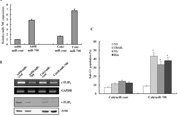 Figure 6: Restoration of miR-708 directly mediated downregulation of c-FLIP expression in vitro and increased the  sensitivity of renal cancer cells to various apoptotic stimuli