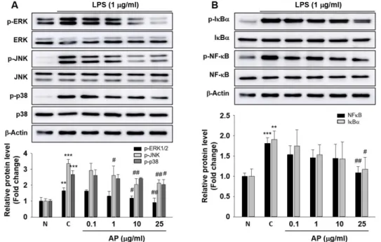 Fig.  2.  Effects  of  AP  extract  on  the  activation  of  MAPK  and  NF-κB  signaling  pathways  in  LPS-induced  RAW264.7  macrophages