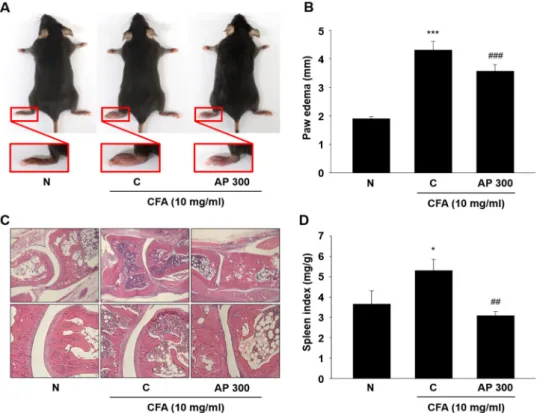 Fig.  3.  Effects  of  AP  extract  on  complete  Freund's  adjuvant  (CFA)-induced  arthritis  in  mice