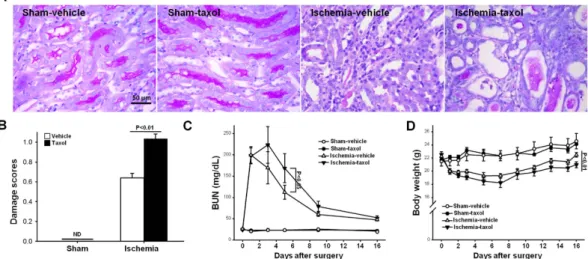 Figure 5.  Effect of paclitaxel treatment on functional and morphological kidney recovery after I/R injury