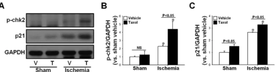 Figure 7.  Effect of paclitaxel on I/R-induced cell cycle arrest proteins. Mice were subjected to either 30 min  of ischemia or sham operation (Sham)