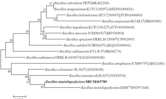 Fig.  2.  Phylogenetic  tree  based  on  neighbor-joining  method  showing  relationships  between  strain  SRCM115785  and  members  of  the  genus  Bacillus