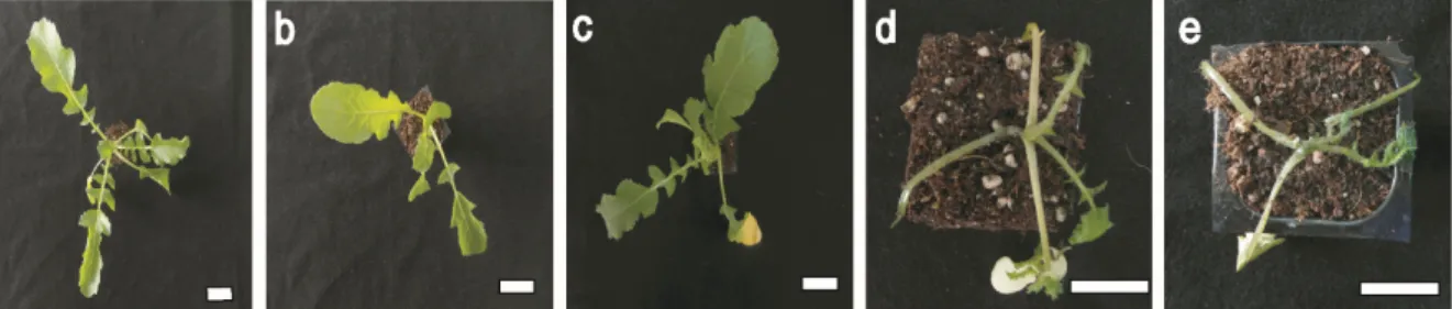 Fig.  1.  Disease  index  (0–4)  of  radish  soft  rot.  a,  DI = 0;  b,  DI = 1;  c,  DI = 2;  d,  DI = 3  and  e,  DI = 4