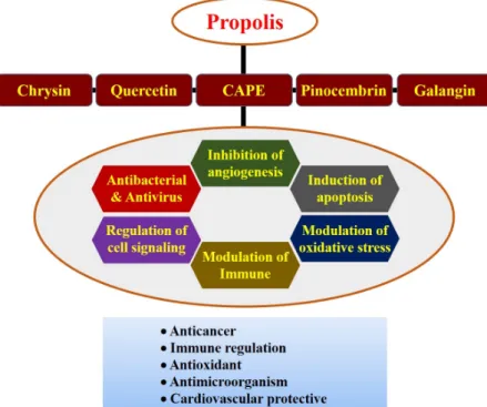 Fig.  2.  Major  biological  properties  of  propolis. 