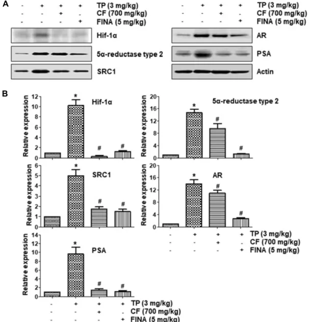 Fig.  2.  Effect  of  CF  administration  on  the  expression  of  Hif-1α,  5α-reductase  type  2,  SRC1,  AR  and  PAS  in  the  prostate  tissue  of  rats  with  BPH  in  the  non-castrated  experimental  group