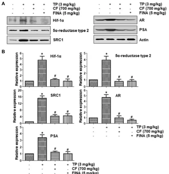 Fig.  3.  Effect  of  CF  administration  on  the  expression  of  Hif-1α,  5α-reductase  type  2,  SRC1,  AR  and  PAS  in  the  prostate  tissue  of  rats  with  BPH  in  the  castrated  experimental  group