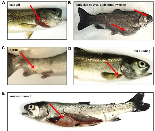 Fig.  3.  Symptoms  of  rainbow  trout  after  experimental  infection  of  IHNV  isolates