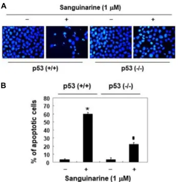 Fig.  3.  Comparison  of  sanguinarine-induced  DNA  damage  be- be-tween  HCT116  cells  (p53+/+)  and  HCT116  p53  null  cells  (p53-/-)