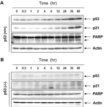 Fig.  5.  Effect  of  sanguinarine  on  the  generation  of  ROS,  express- express-ion  of  Bcl-2  and  Bax,  and  the  loss  of  MMP  in  HCT116  cells  (p53+/+)  and  HCT116  p53  null  cells  (p53-/-)
