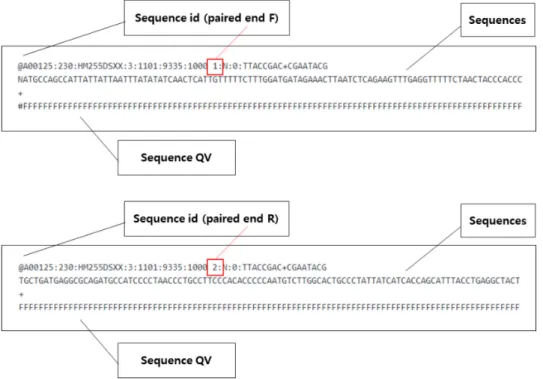Fig.  4.  Raw  data  format  obtained  from  paired  end  sequencing.  The  text-based  FASTQ  file  is  a  general  sequencing  data  format