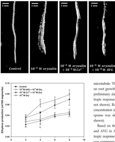 Fig.  1.  Morphology  of  vertically-grown  roots  treated  with  10 -6   M   oryza-lin,  10 -6   M  oryzalin  +  10 -4   M  Co 2+ ,  10 -6  M  oryzalin  +  10 -8   M  AVG  for  24  hr