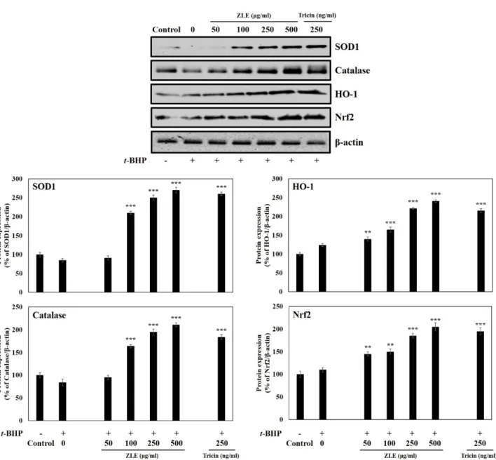 Fig.  4.  Effect  of  ZLE  or  tricin  on  SOD1,  catalase,  HO-1,  and  Nrf2  protein  expressions  in  t-BHP-induced  oxidative  stress  in  HepG2  cells