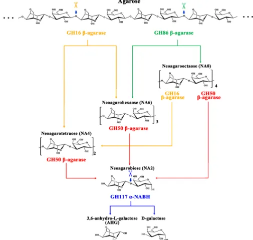 Fig.  3.  Schematic  diagram  of  enzymatic  process  by  which  Cellvibrio  sp.  KY-GH-1  degrades  agarose