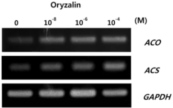 Fig.  5.  Effect  of  oryzalin  on  gene  expression  of  ACO  and  ACS. 