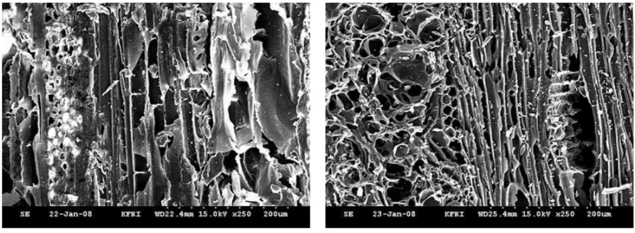 Fig. 3. Scanning electron micrographs of surface layer of (a) plywood and (b) carbonized plywood at 850℃.